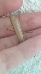Mantodea