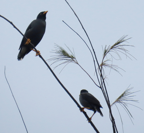 Javan Myna