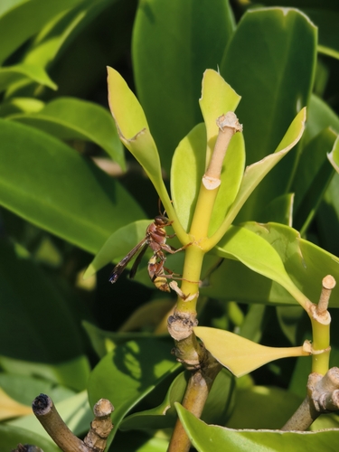 Tropical Paper Wasp