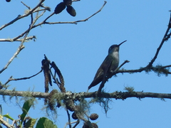 Saucerottia cyanocephala