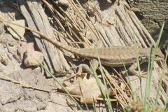 Sceloporus graciosus gracilis
