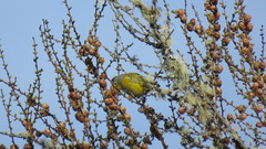 Leiothlypis ruficapilla image