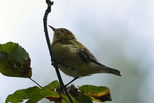 Tennessee Warbler