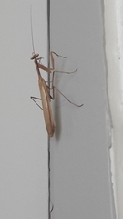 Mantodea