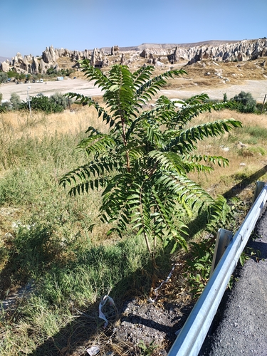 tree-of-heaven
