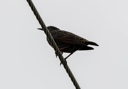 European Starling