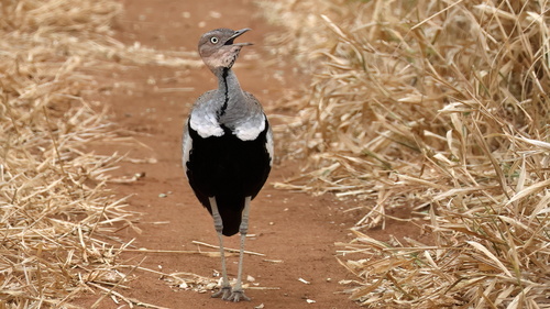 iNaturalist image