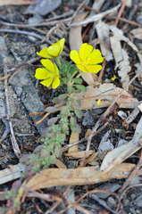 Ludwigia peploides montevidensis