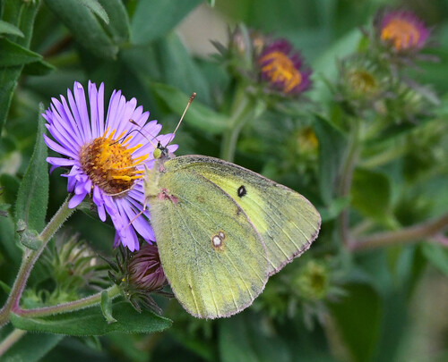 Clouded Sulphur