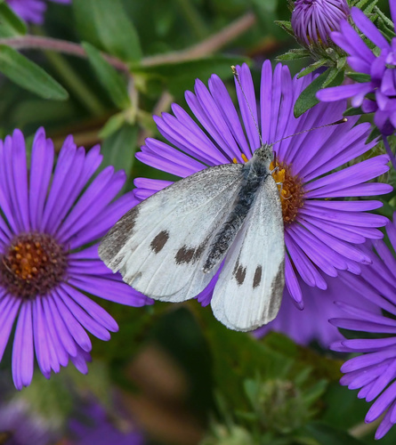 Small White