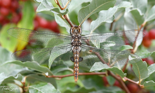 Spot-winged Glider