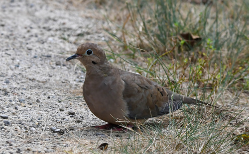 Mourning Dove