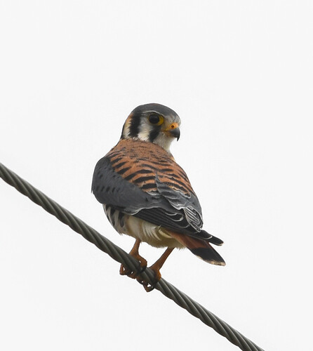 American Kestrel
