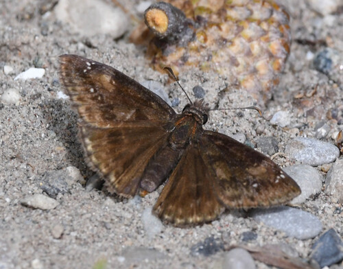 Wild Indigo Duskywing