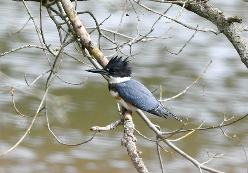 Belted Kingfisher