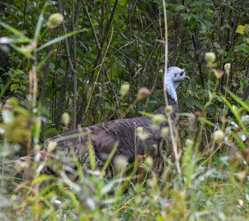 Wild Turkey