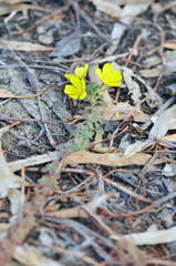 Ludwigia peploides montevidensis