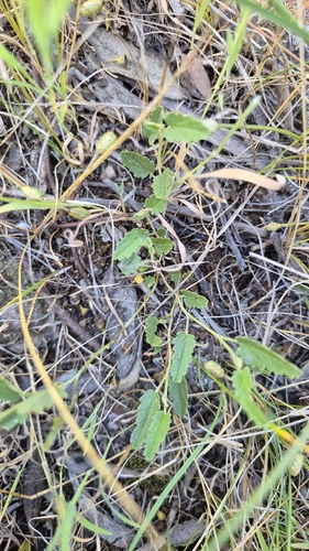 Sida corrugata observed 2026-09-23