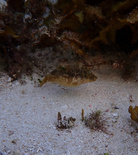 Canthigaster compressa observed 2026-09-19