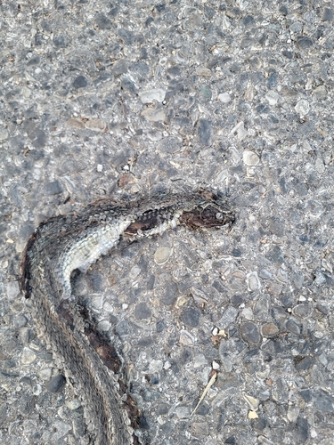 Western Montpellier Snake