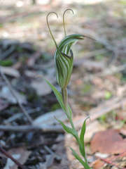 Pterostylis striata