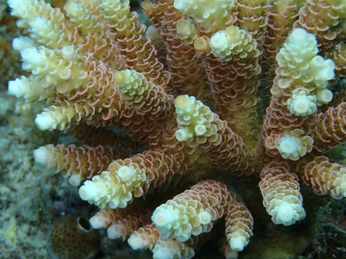 Acropora millepora observed 2026-09-18