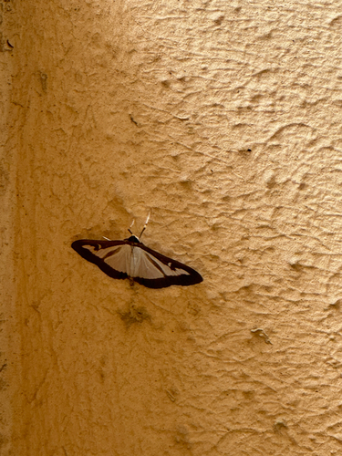 Box Tree Moth