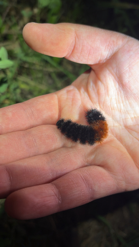 Isabella Tiger Moth