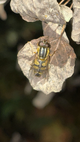 Narrow-headed Marsh Fly