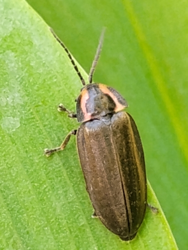 Winter Firefly
