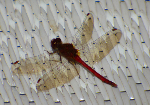 Autumn Meadowhawk