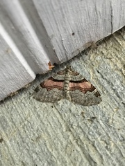 Xanthorhoe labradorensis