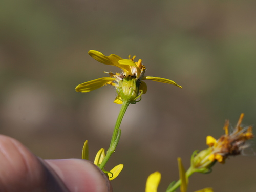 Senecio eremophilus, photograph 2