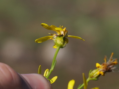 Senecio eremophilus, photograph (c) Alan Rockefeller, some rights reserved (CC BY)