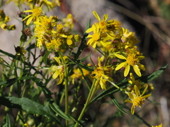 Senecio eremophilus, photograph (c) Alan Rockefeller, some rights reserved (CC BY)