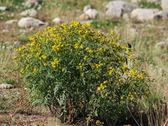 Senecio eremophilus