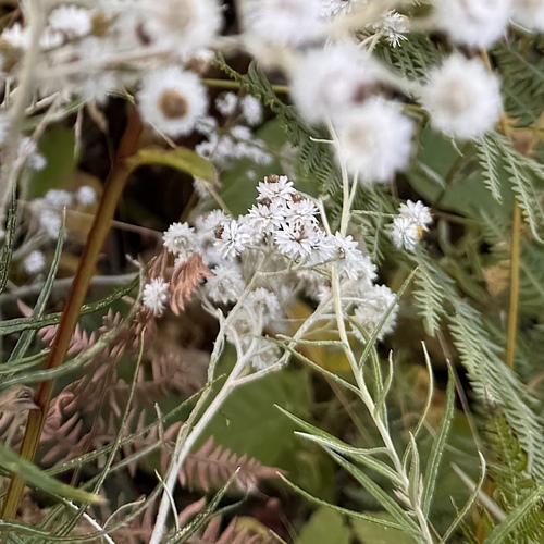 pearly everlasting
