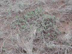 Pimelea spinescens spinescens