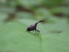 Cycnotrachelus roelofsi