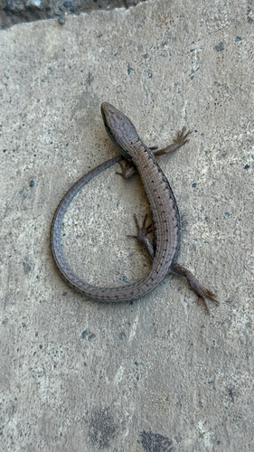 Northern Alligator Lizard