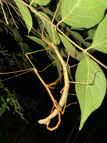 Common walkingstick