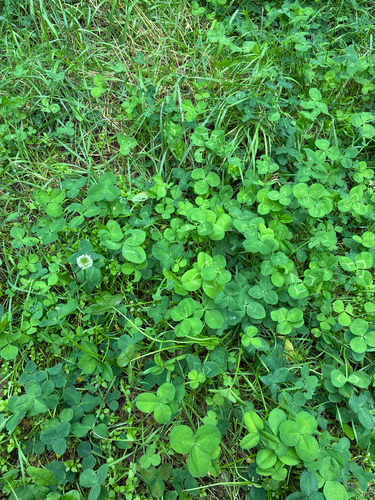 white clover