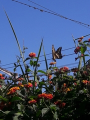 Heraclides thoas