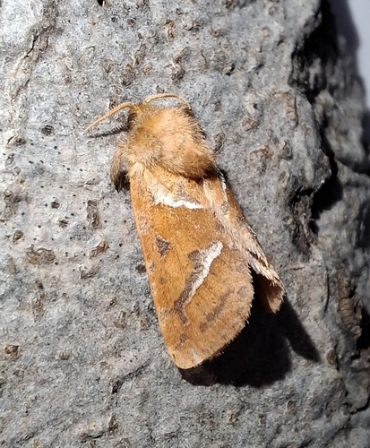 Orange Swift