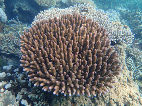 Acropora humilis observed 2026-09-18