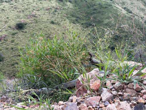 Mexican panicgrass