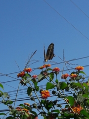 Heraclides thoas
