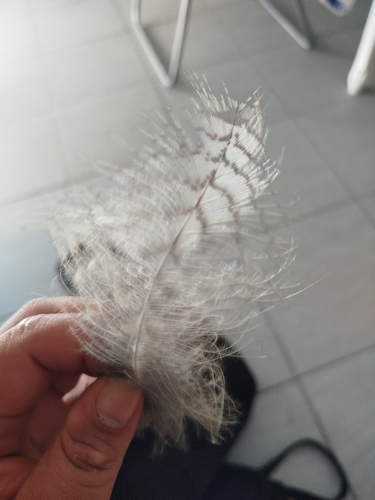 Plume de Grand-duc d'Europe