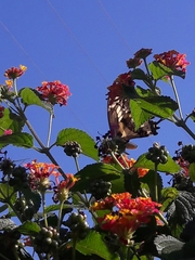 Heraclides thoas