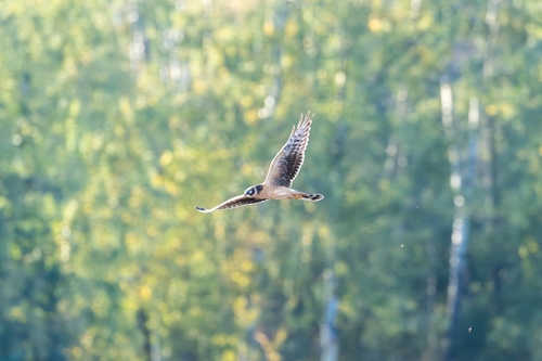 Pallid Harrier